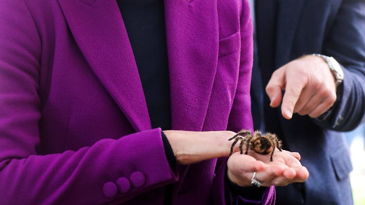 Kate hat keine Angst vor der haarigen Spinne und auch Prinz William zeigt keinerlei Fluchtreflexe.