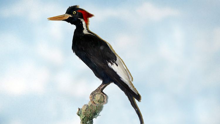 Dieser Vogel ist tot: Lebendig wurde der Elfenbeinspecht zuletzt 1944 gesichtet. 