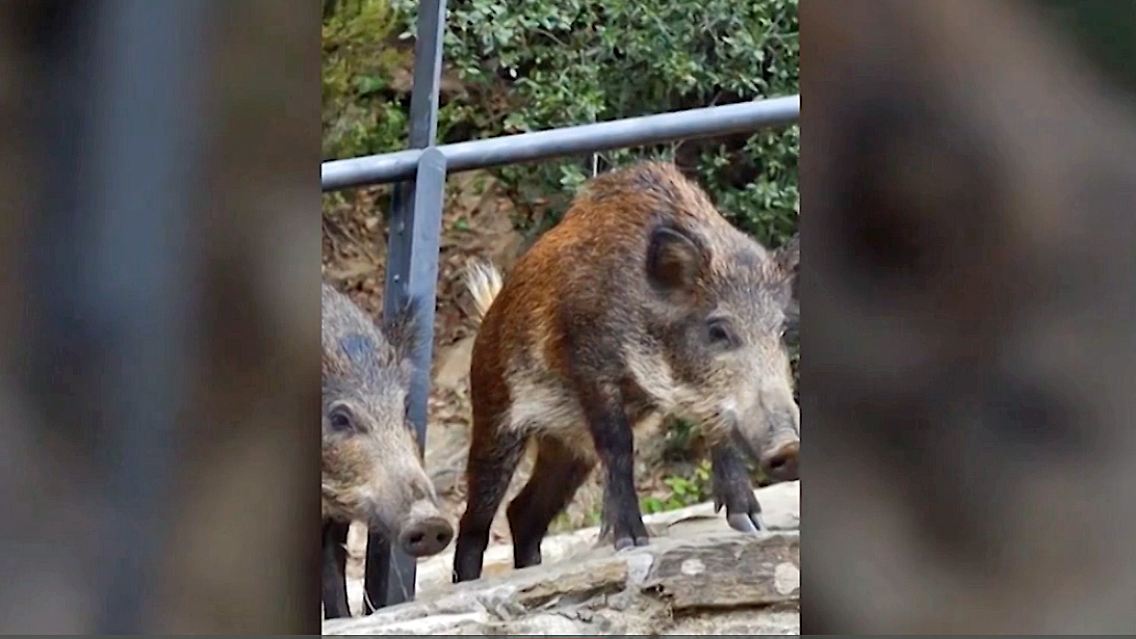 wildschwein.jpg
