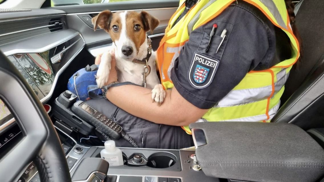 Die Hündin Bella nach ihrem gefährlichen Autobahn-Ausflug.
