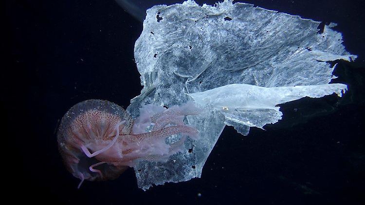 Vor der Küste Italiens: Eine Qualle schwimmt neben einer Plastikfolie im Mittelmeer. 