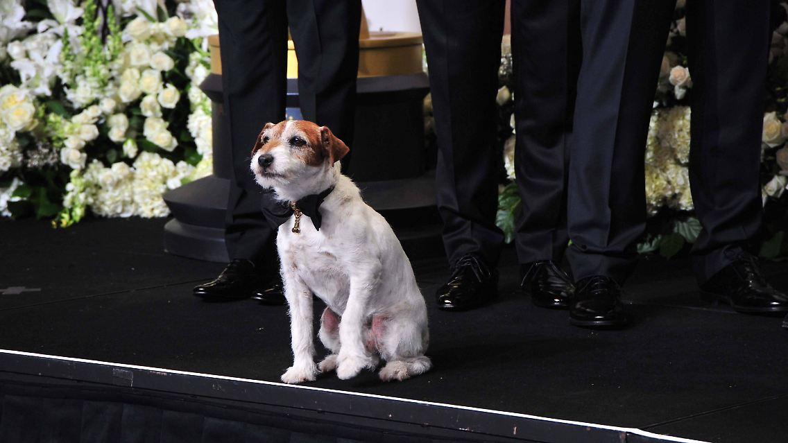 … Bei der Golden-Globe-Gala 2012 trippelte der kläffende Star mit schwarzer Fliege über den roten Teppich, beim Filmfestival in Cannes heimste Uggie den "Palm Dog Award" ein.