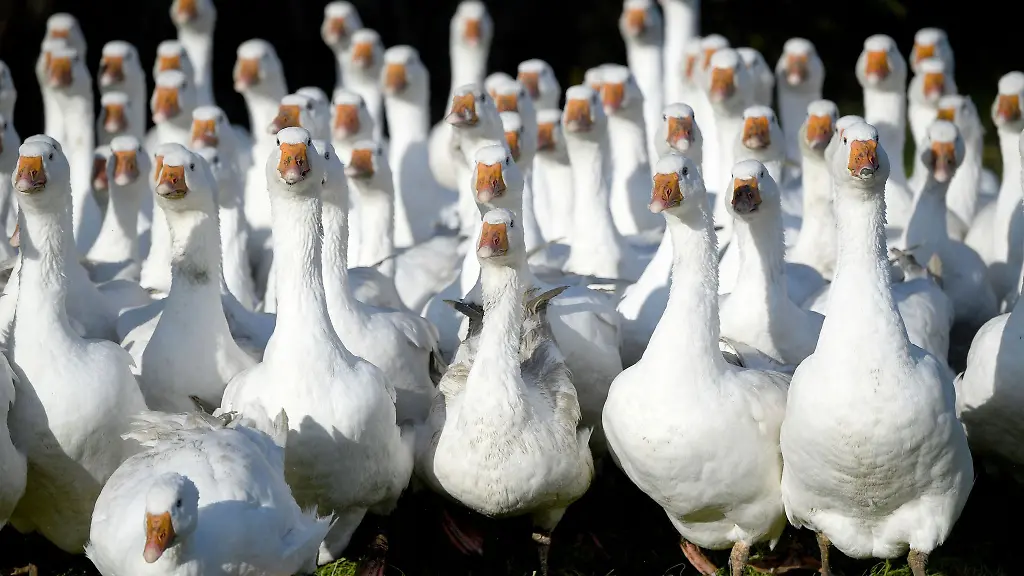 Den-Martinsgaensen-von-den-Wiesen-in-Schleswig-Holstein-geht-es-jetzt-langsam-an-den-Kragen