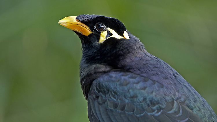 Der Mynah-Vogel (Gracula religiosa) gilt als ausgesprochen sprachbegabt.