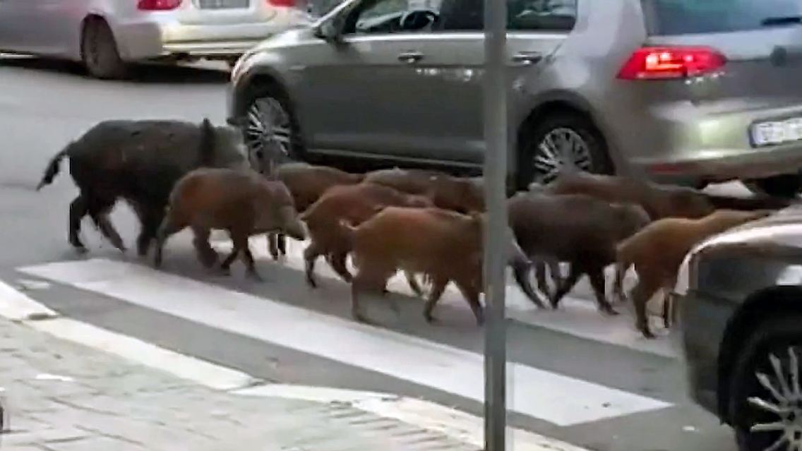 ARWildschweineRom.jpg