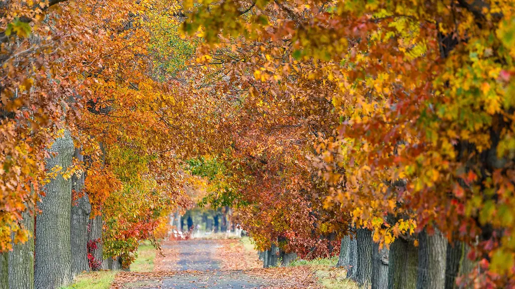 Das-heitere-Herbstwetter-laedt-zu-Spaziergaengen-ein