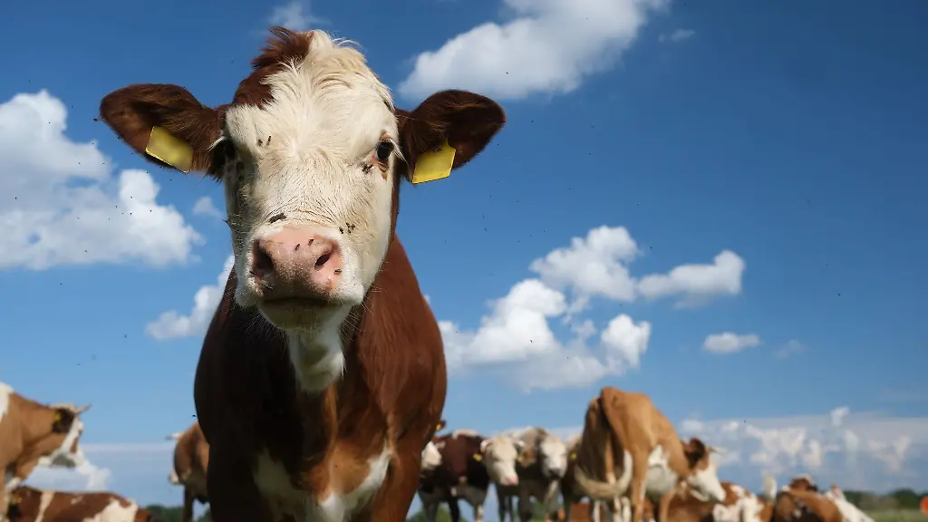 Die-beiden-Kuehe-entkamen-laut-Polizei-von-einer-Weide