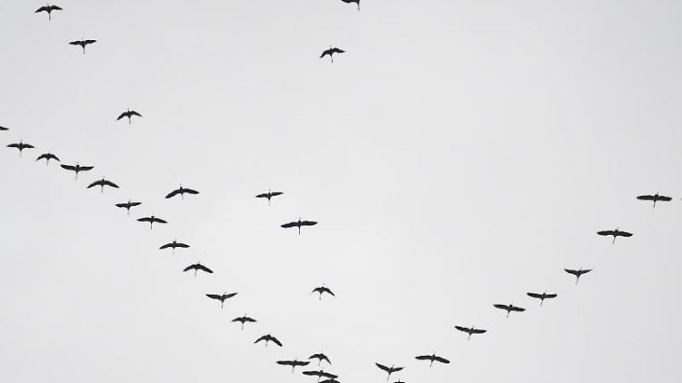 Der Anblick von Kranichen, die in der typischen V-Formation fliegen, könnte seltener werden.