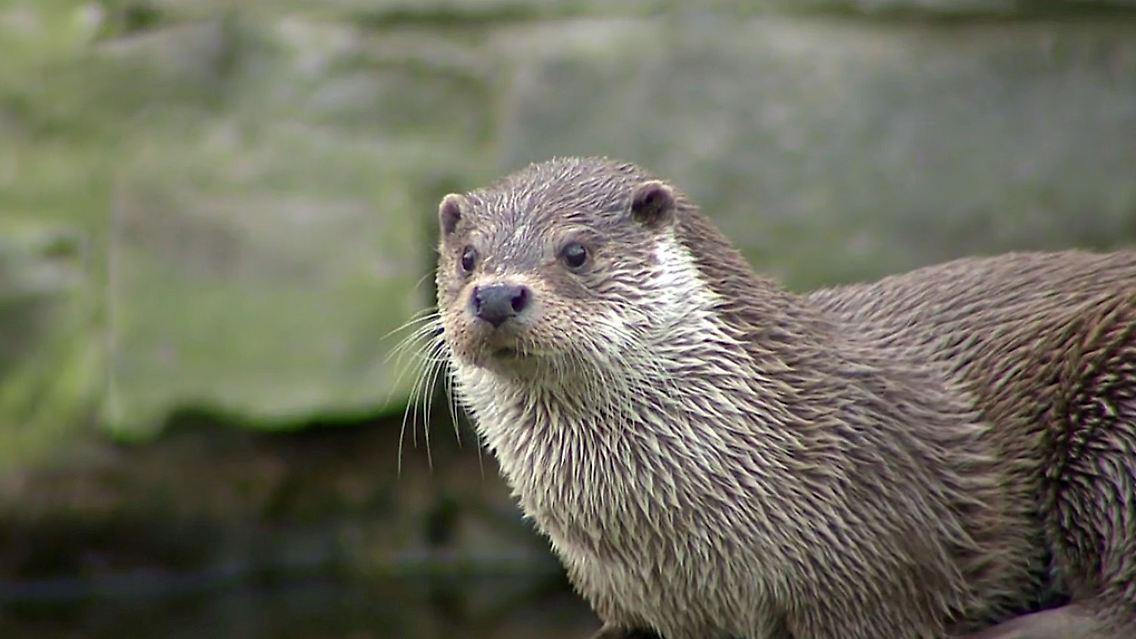 otter.jpg