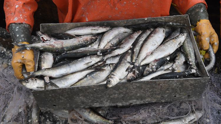 Für die Fischerei von Heringen gilt eine Ausnahme für Schiffe unter zwölf Metern Länge.