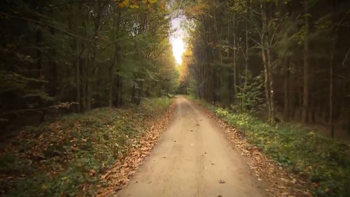 wald.JPG