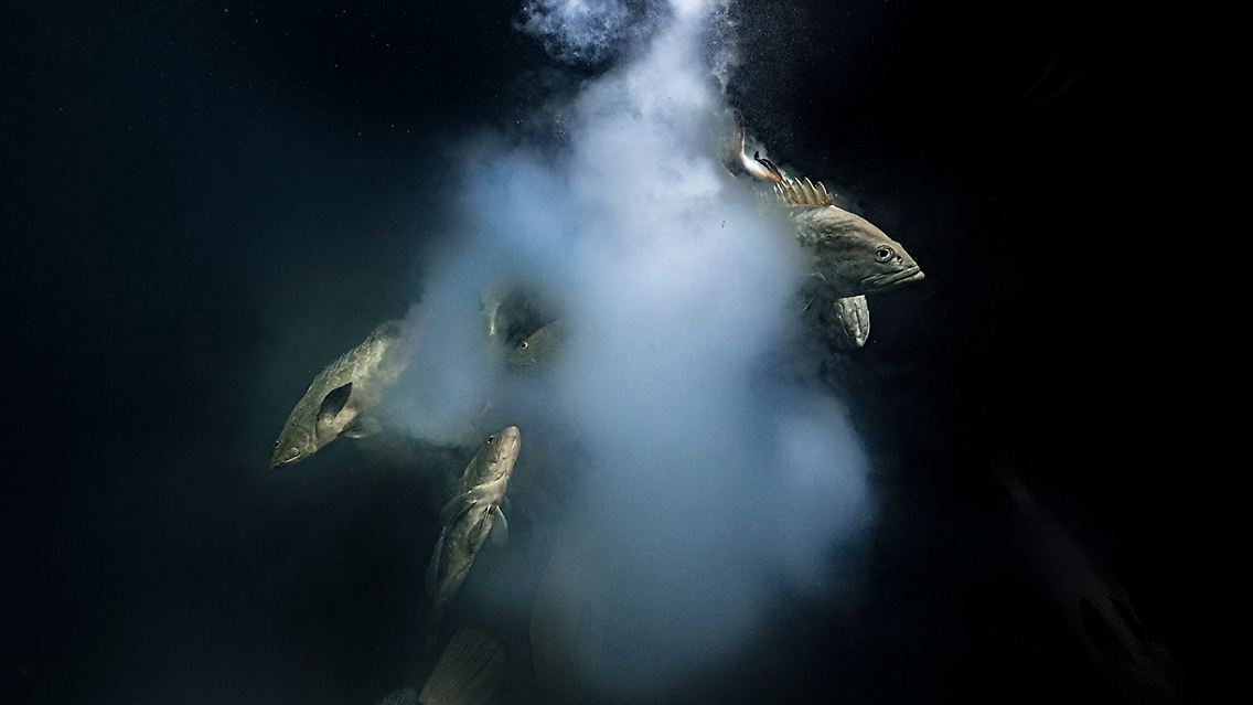 Die Gewinner des diesjährigen "Wildlife Photographer of the Year Award 2021" stehen fest. Laurent Ballesta darf sich mit diesem faszinierenden Unterwasserbild laichender Zackenbarsche über den Gesamtsieg freuen. Der Biologe hielt die Fische in einer milchigen Wolke aus Eiern und Spermien vor dem Pazifik-Atoll Fakarava fest.