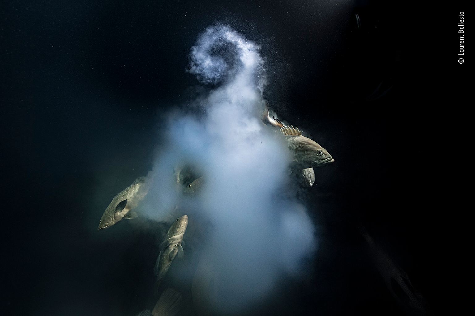 Die Gewinner des diesjährigen "Wildlife Photographer of the Year Award" stehen fest. Laurent Ballesta darf sich mit seinem faszinierenden Unterwasserbild laichender Zackenbarsche ("Creation") über den Gesamtsieg freuen. Der Biologe hielt die Fische in einer milchigen Wolke aus Eiern und Spermien vor dem Pazifik-Atoll Fakarava fest.