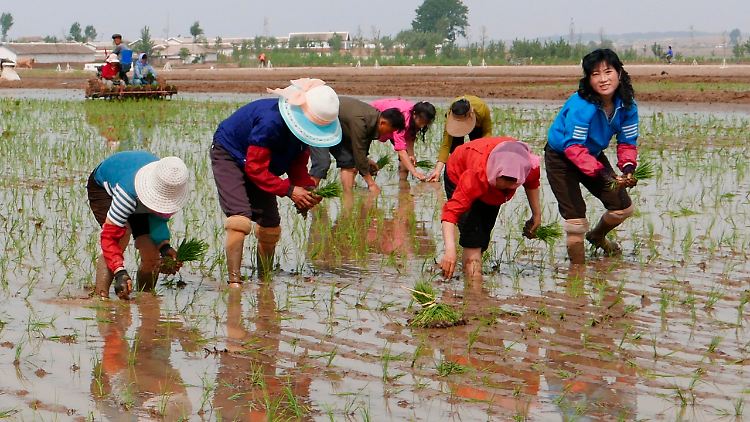 Nordkorea kann nicht mehr aus eigener Kraft seine Bevölkerung mit Lebensmitteln versorgen. 