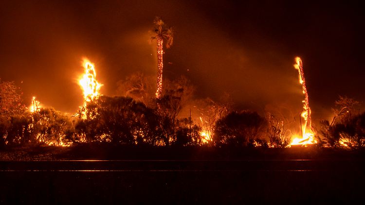 Schön und gefährlich: Mehrere Palmen brennen entlang des Highway 101 in Kalifornien. 