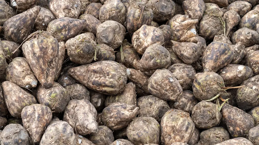 Tonnenweise-Zuckerrueben-sind-auf-einer-Bundesstrasse-gelandet-Symbolbild