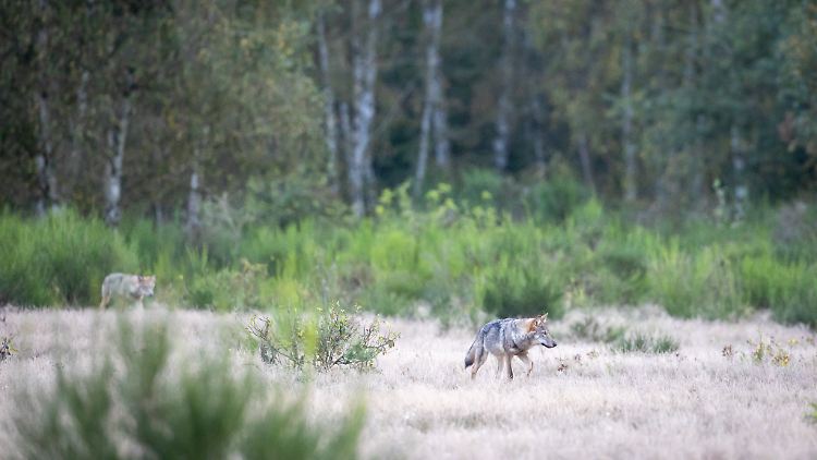 In Berlin ist die Ansiedlung eines Wolfsrudels gut 30 Kilometer von der Stadtmitte in der Döberitzer Heide bestätigt.