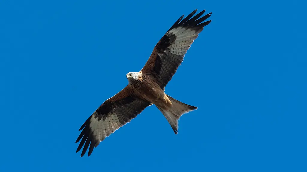 Ein-Rotmilan-und-ein-Maeusebussard-starben-durch-das-verbotene-Insektizid-Carbofuran
