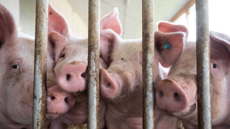 6000 gesunde Tiere wurden bereits gekeult.