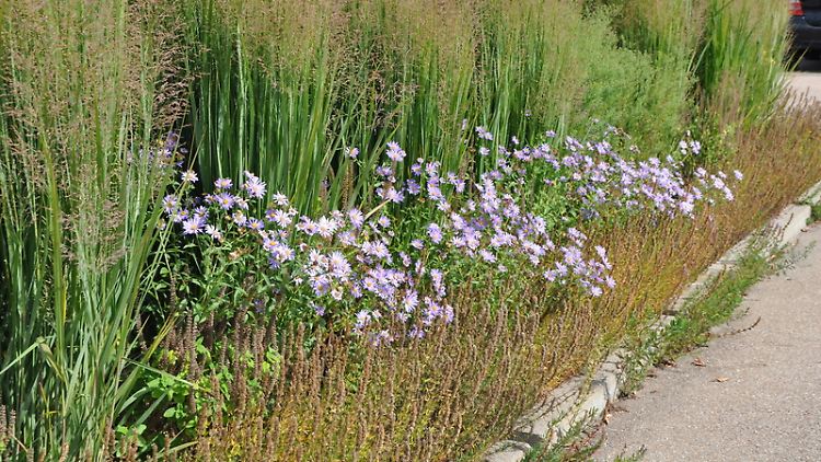Astern sind pflegeleicht und deshalb nicht nur optisch ein Gewinn in jedem Garten.