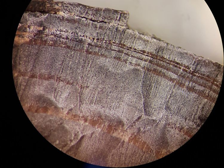Mikroskopische Aufnahme eines Holzfragments aus den nordischen Schichten in L'Anse aux Meadows.