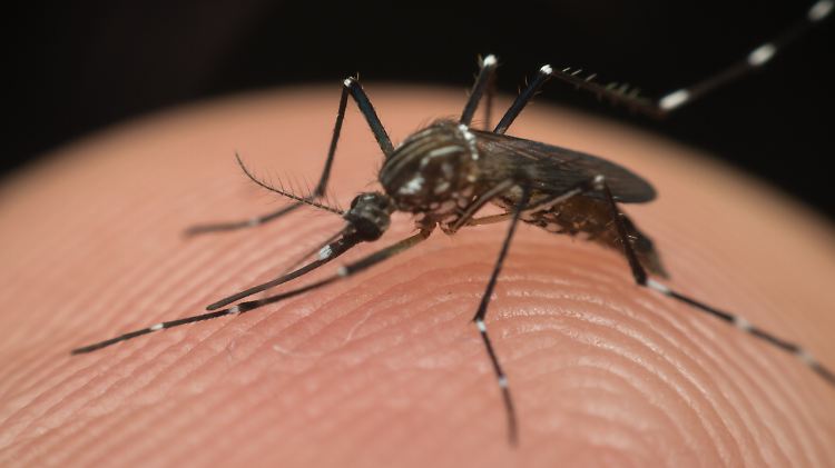 Moskitos könnten verschiedene Krankheiten wie das Dengue-Fieber auch in Europa verbreiten.