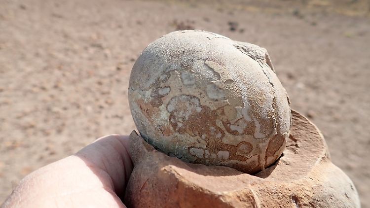 Eins der etwa 193 Millionen Jahre alten versteinerten Dinosaurier-Eier, die in Südpatagonien gefunden wurden.