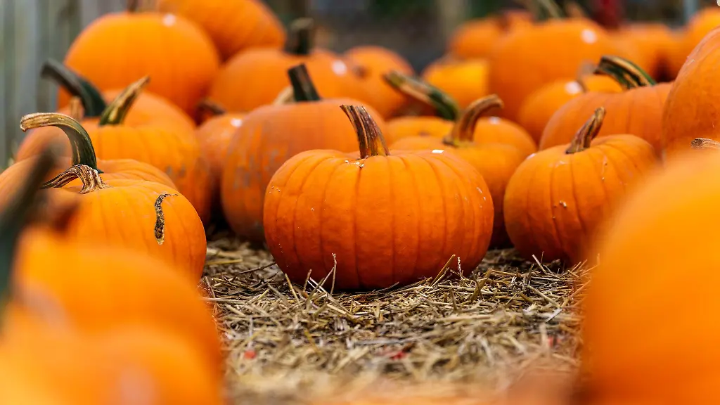 In-Baden-Wuerttemberg-sind-im-vergangenen-Jahr-weniger-Speisekuerbisse-als-im-Vorjahr-geerntet-worden