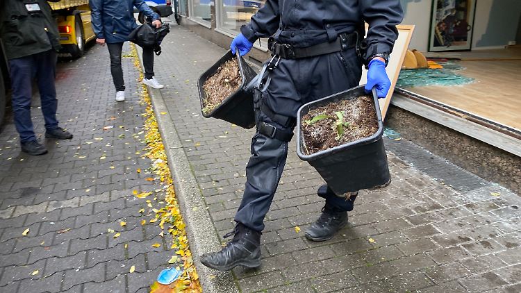 Allein in Gelsenkirchen sind die Beamten auf vier professionelle Plantagen gestoßen.