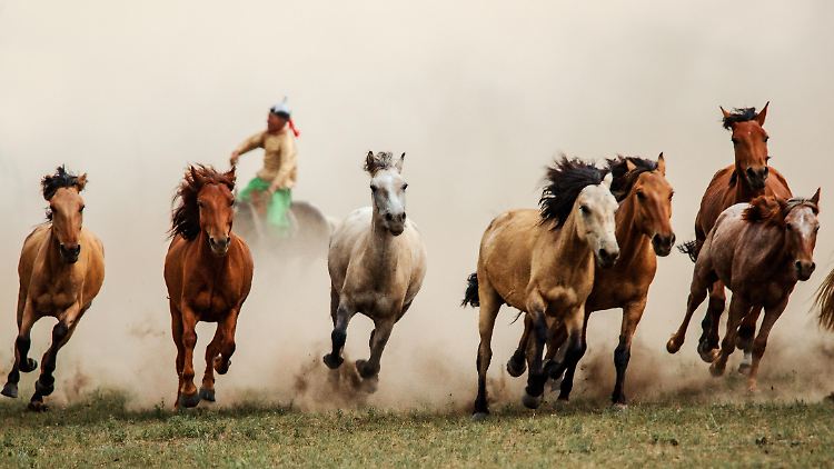 Pferde in der mongolischen Steppe: Im 2. Jahrtausend vor Christus verbreiteten sich die Pferde rapide über ganz Westeurasien - vom Atlantik bis in die Mongolei.