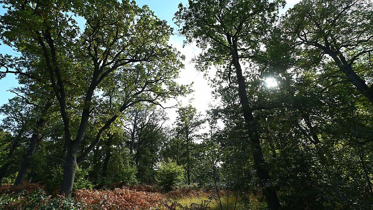 Der Friedwald Reinhardswald in Nordhessen war der erste deutsche Bestattungswald.
