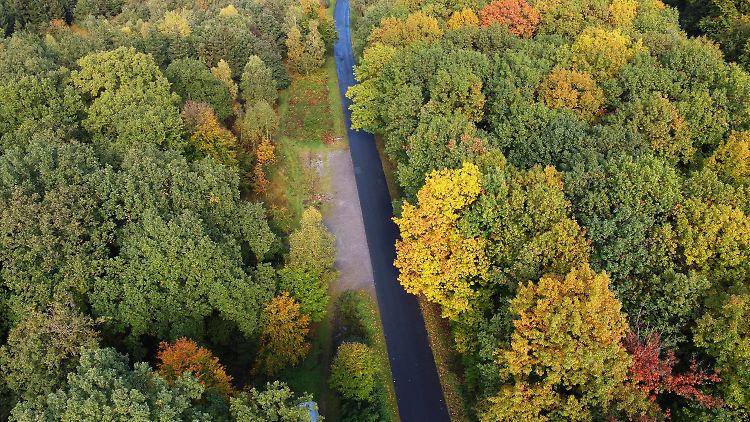So vielfältig wie der Reinhardswald in Hessen stellen sich nur wenige Wälder in Deutschland dar. Noch immer dominieren Nadelbäume.