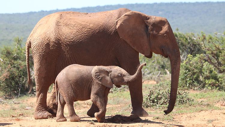 Der Bestand an Afrikanischen Elefanten gilt als gefährdet - auch wegen der Jagd nach ihren Stoßzähnen.