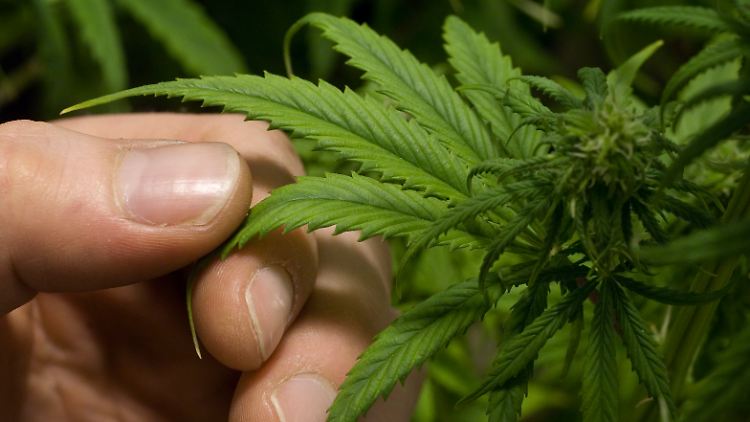 Auch in Deutschland wird momentan wieder über die Legalisierung von Cannabis debattiert.