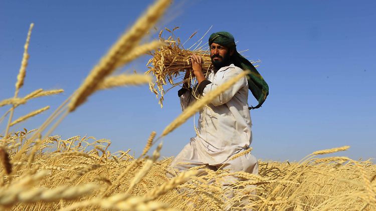 Im ganzen Land sollen insgesamt 66.600 Tonnen Weizen verteilt werden.