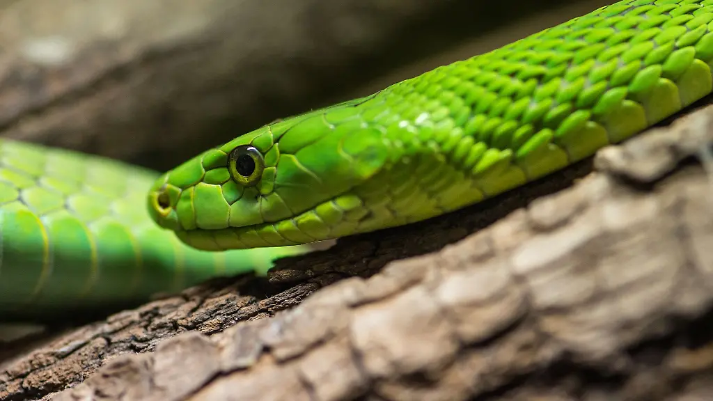Fuer-die-Haltung-der-Giftschlange-mit-natuerlichem-Lebensraum-in-Westafrika-hatte-der-Mann-keine-Genehmigung