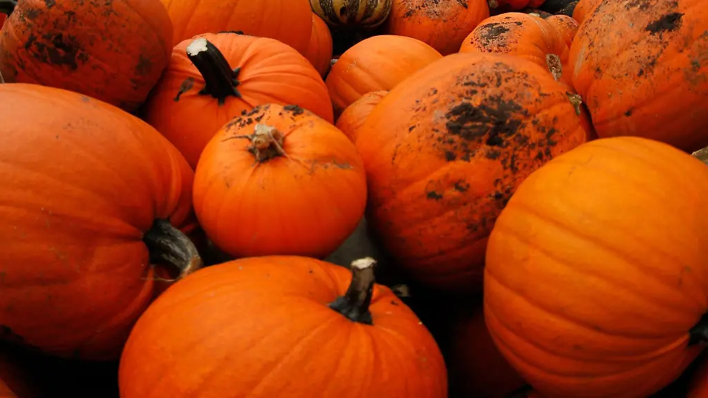 Die-Kuerbisernte-in-Schleswig-Holstein-endet