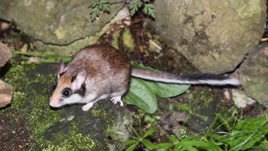 75ae3c4338b30c12b545405040a3ac87