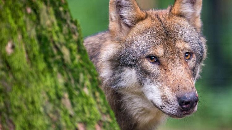 Mindestens 403 erwachsene Wölfe zählte das Bundesamt für Naturschutz im Zeitraum 2020/21.