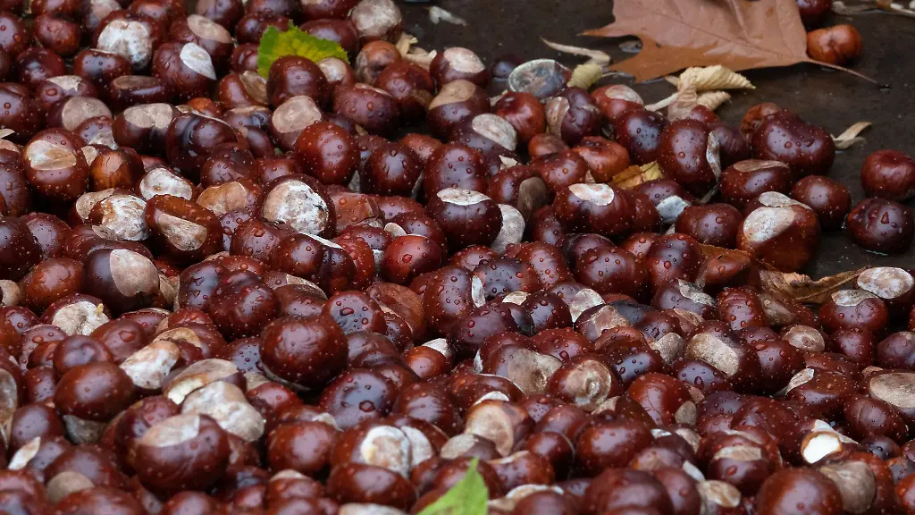 Fuer-Tiere-in-den-Zoos-in-Krefeld-und-Duisburg-stehen-Kastanien-nicht-auf-dem-Speiseplan