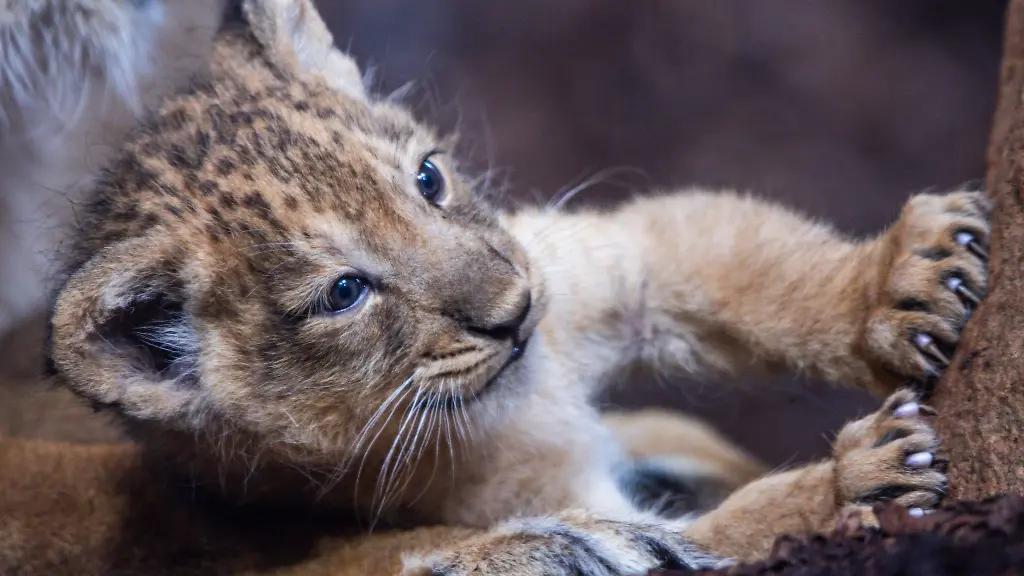 Loewennachwuchs-Santosh-ist-inzwischen-auch-in-der-Aussenanlage-des-Schweriner-Zoos-unterwegs