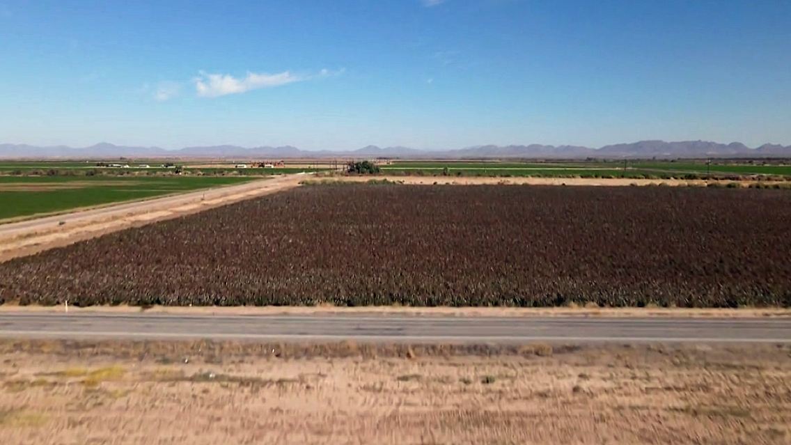 feld.jpg