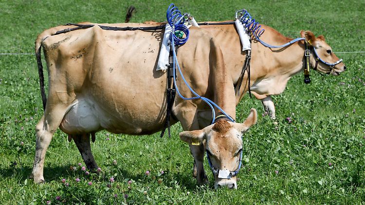 Mit Messgerät auf der Weide: Kühe stoßen das Klimagas Methan aus.