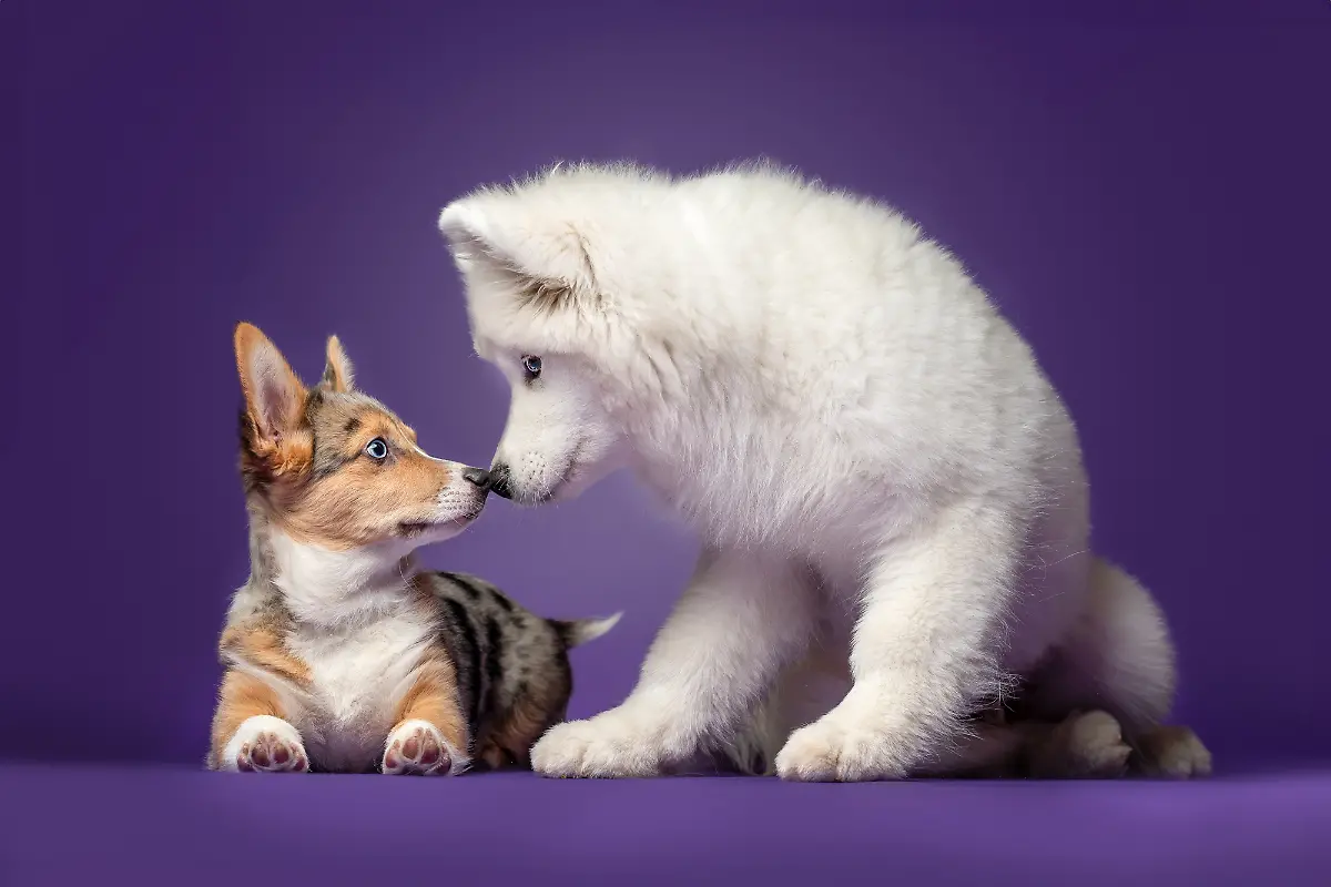 2caa91e0-67cc-11ef-9ead-198b29ee70bf