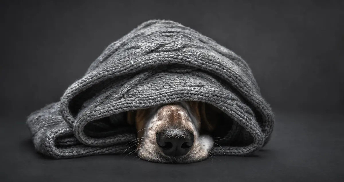 c32a53d0-4e86-11ef-8a2a-63e2e72e3f80