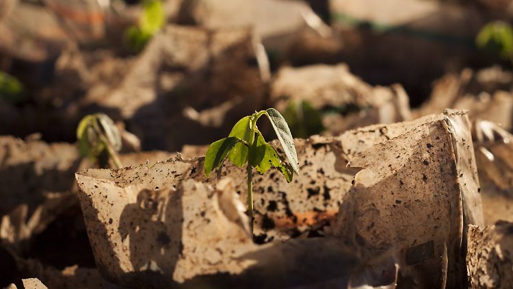 Ein Setzling in Mosambik ist der Startschuss für einen neuen Wald: Wer kann beurteilen, welche Klimaprojekte gut sind und welche nicht?