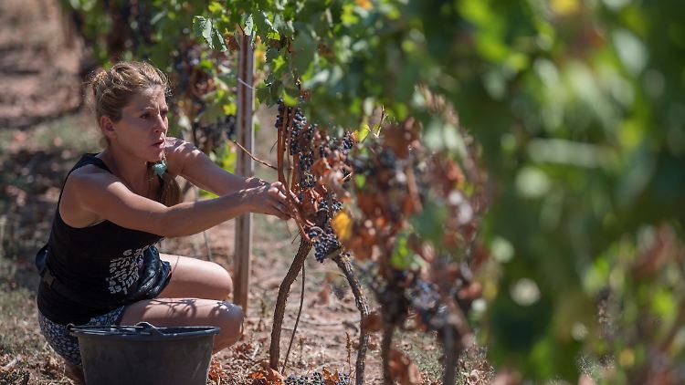 Eine Erntehelferin in Rheinland-Pfalz: Deutschland ist eines der wenigen Länder, in dem die Weinproduktion leicht angestiegen ist.
