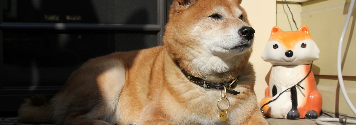 2021-03-26T000000Z_1366348896_RC20JM92Z1L2_RTRMADP_3_USA-INSURANCE-PETS.JPG