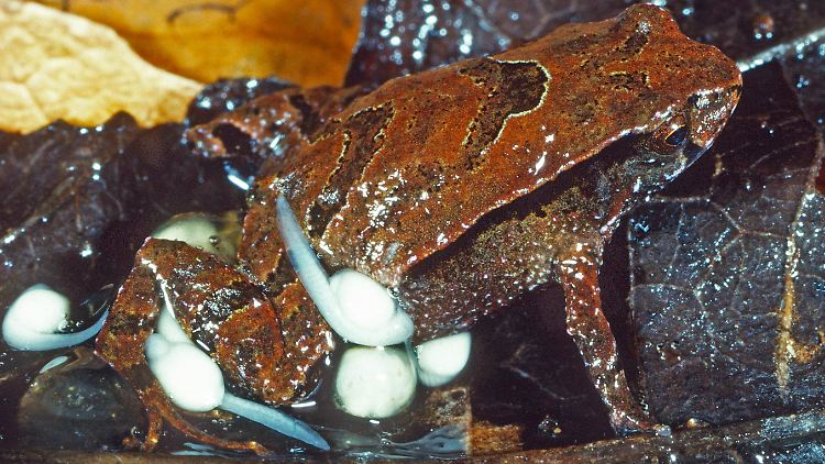 Die Froschart Assa Wollumbin wird nur etwa 16 Millimeter groß. 