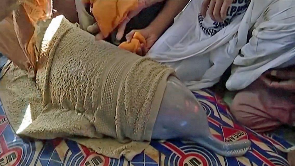indusdelfin.jpg